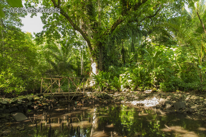 ジャングル Pohnpei Micronesia FSM ミクロネシア　ポナペ島　ポンペイ島　世界遺産　ナンマドール遺跡 南国リゾート