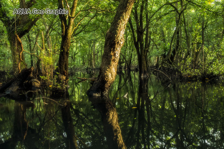 ジャングル Pohnpei Micronesia FSM ミクロネシア　ポナペ島　ポンペイ島　マングローブ 南国リゾート