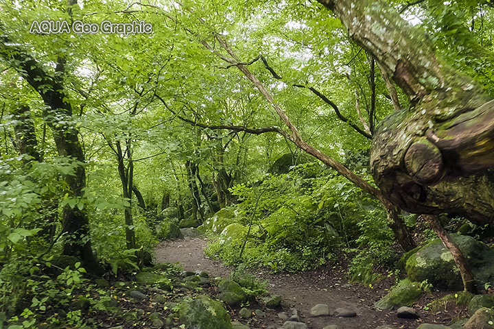 吐竜の滝と原生林の森