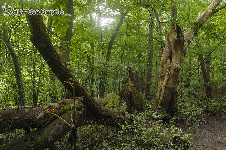 吐竜の滝と原生林の森