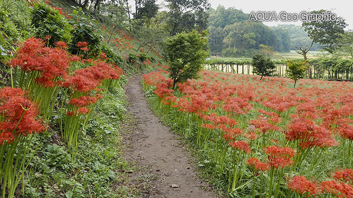 西蓮寺の彼岸花 茨城県 行方市 水中カメラマンのデスクワークな日々