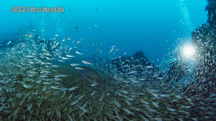 伊豆大島 水中写真 水中映像 野田浜