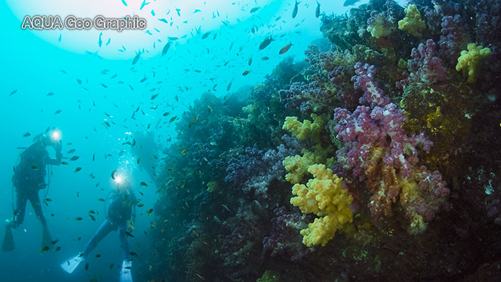 伊豆大島 水中写真 水中映像 ケイカイ