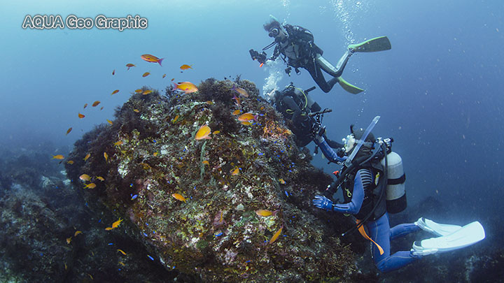 伊豆大島 水中写真 水中映像 秋の浜