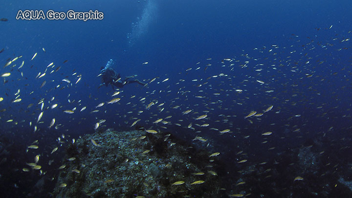 伊豆大島 水中写真 水中映像 秋の浜