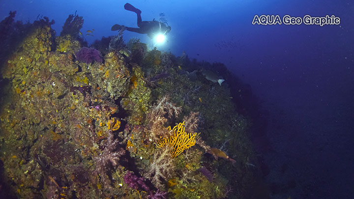 伊豆大島 水中写真 水中映像 秋の浜