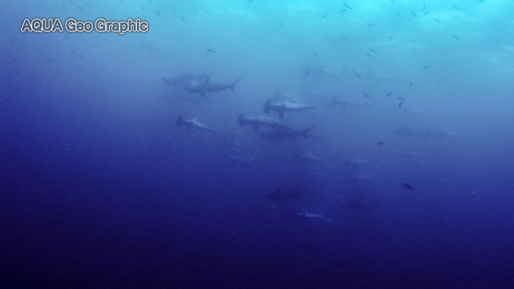 伊豆大島 水中写真 水中映像 王の浜 ハンマーヘッドシャーク　アカシュモクザメ