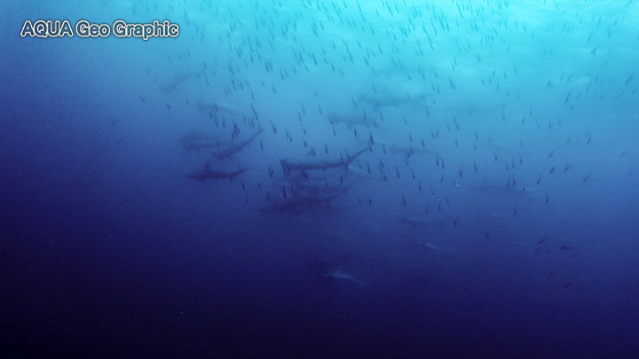 伊豆大島 水中写真 水中映像 王の浜　ハンマーヘッドシャーク　アカシュモクザメ