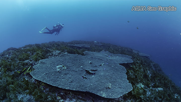 伊豆大島 水中写真 水中映像 王の浜　テーブルサンゴ