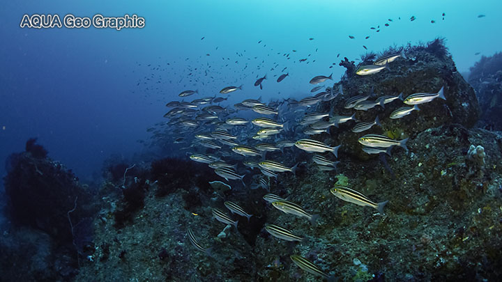 伊豆大島 秋の浜 ダイビング　水中撮影　水中写真