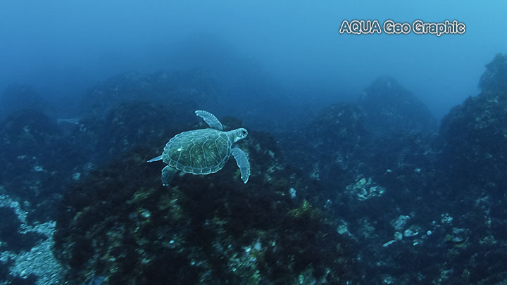 伊豆大島 秋の浜 ダイビング　水中撮影　水中写真