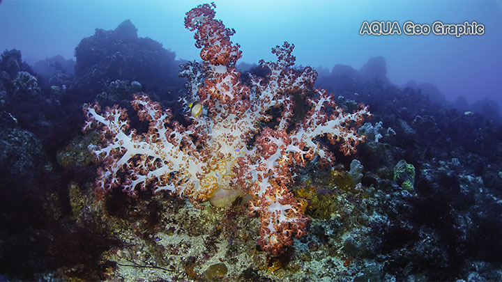 伊豆大島 秋の浜 ダイビング　水中撮影　水中写真