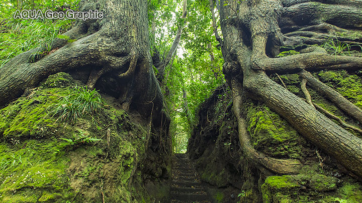 伊豆大島 観光スポット　撮影ポイント　泉津　切り通し