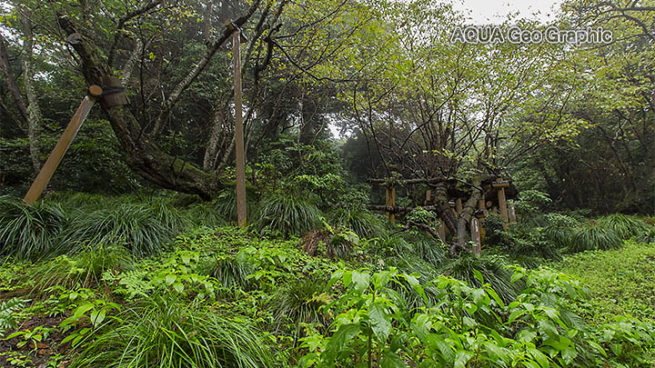 伊豆大島 観光スポット　撮影ポイント　国の特別天然記念物「桜株」 オオシマザクラ