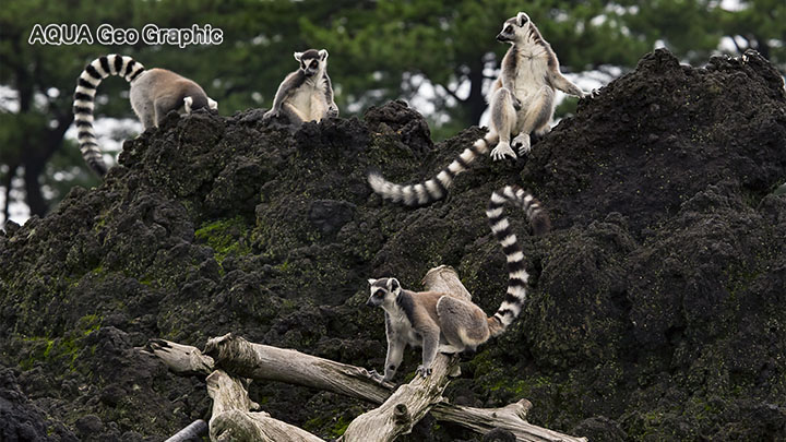 伊豆大島 観光スポット　撮影ポイント　東京都立大島公園　動物園