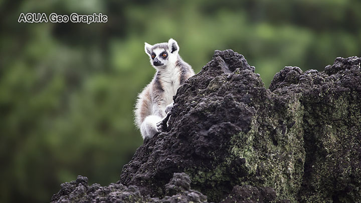 伊豆大島 観光スポット　撮影ポイント　東京都立大島公園　動物園