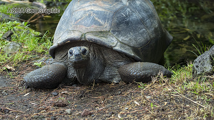 伊豆大島 観光スポット　撮影ポイント　東京都立大島公園　動物園