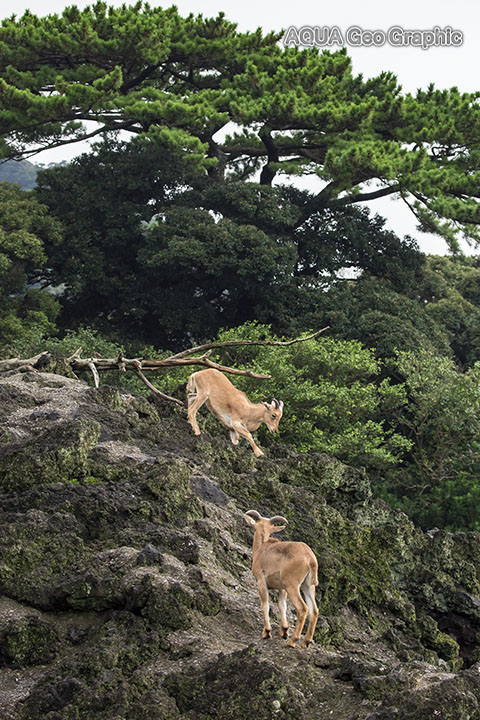 伊豆大島 観光スポット　撮影ポイント　東京都立大島公園　動物園