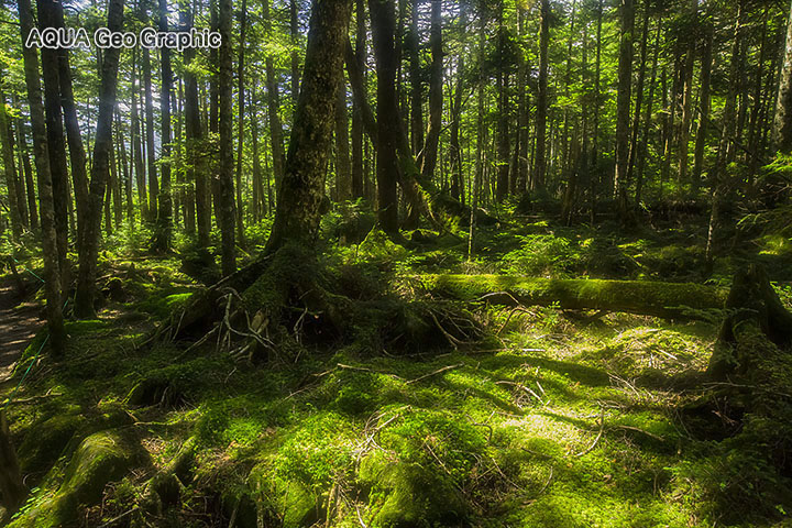 白駒池 苔と原生林の森