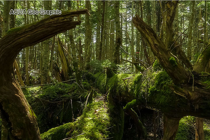 白駒池 苔と原生林の森