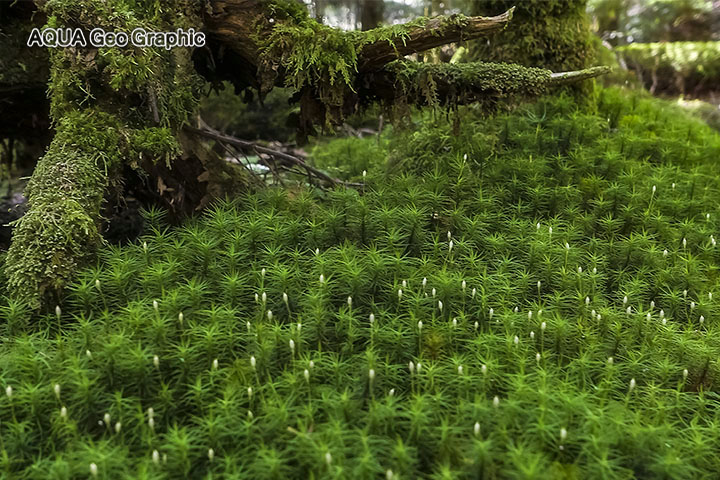白駒池 苔と原生林の森