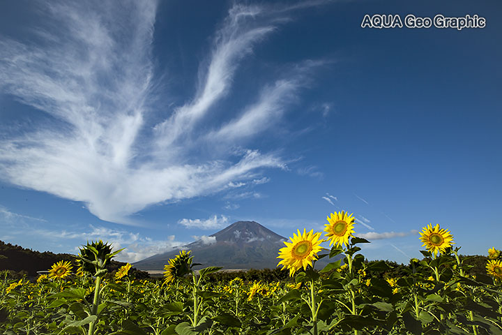 山中湖花の都公園 富士山 ひまわり畑 ヒマワリ 向日葵