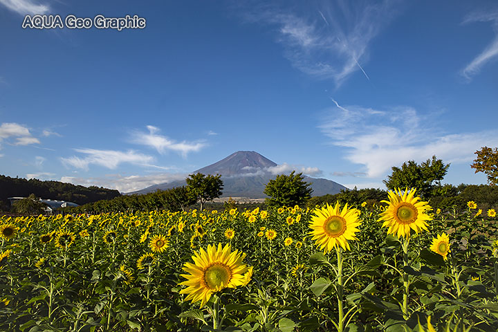 山中湖花の都公園 富士山 ひまわり畑 ヒマワリ 向日葵