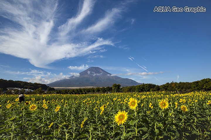 山中湖花の都公園 富士山 ひまわり畑 ヒマワリ 向日葵