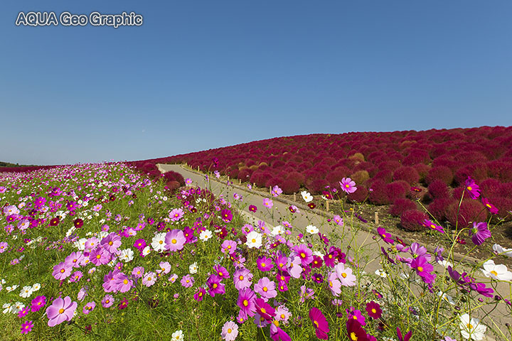 国営ひたち海浜公園 　コスモス コキアの紅葉