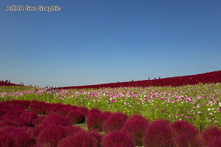 国営ひたち海浜公園 　コスモス コキアの紅葉