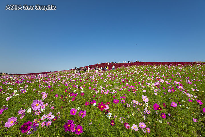 国営ひたち海浜公園 　コスモス コキアの紅葉