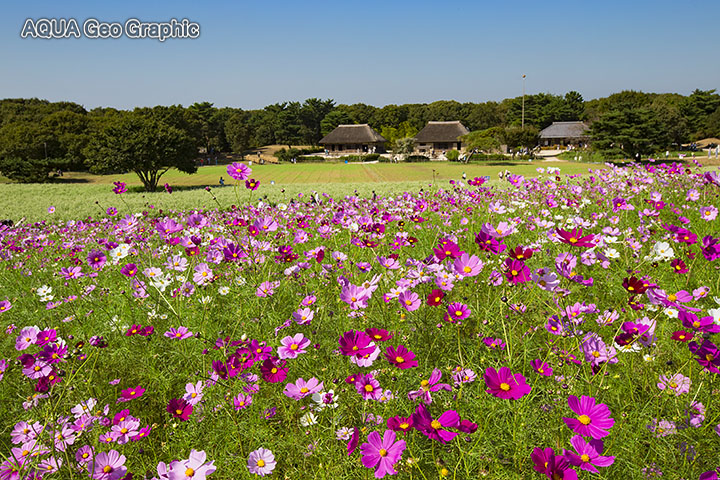 国営ひたち海浜公園 　コスモス コキアの紅葉