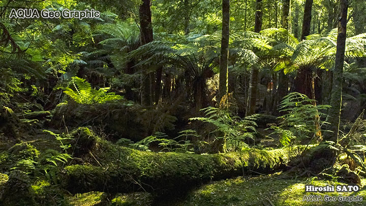 タスマニア オーストラリア 絶景 レインフォレスト ターキン Rainforest Tarkine tasmania