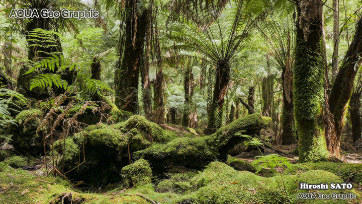 タスマニア オーストラリア 絶景 レインフォレスト ターキン Rainforest Tarkine tasmania