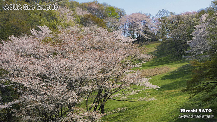 東京の桜名所  多摩の桜 長沼公園の桜 
