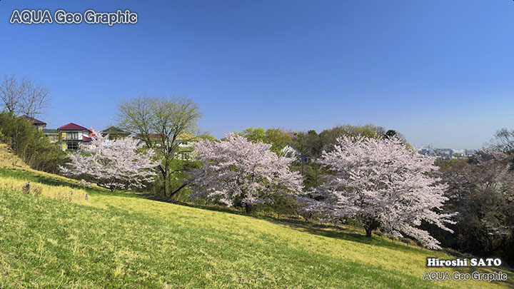 東京の桜名所  多摩の桜 長沼公園の桜 