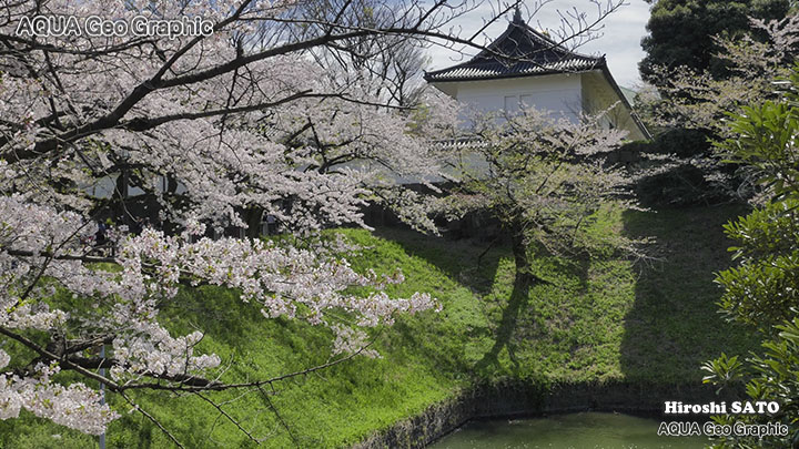 東京の桜名所  千鳥ヶ淵の桜 TOKYO CHIDORIGAFUCHI Cherry Blossoms