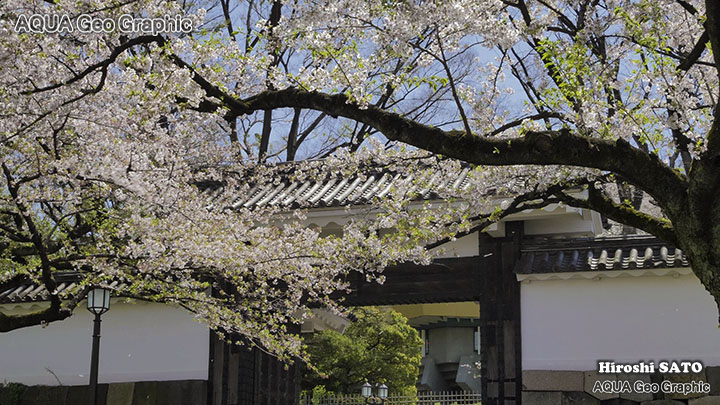 東京の桜名所  千鳥ヶ淵の桜 TOKYO CHIDORIGAFUCHI Cherry Blossoms