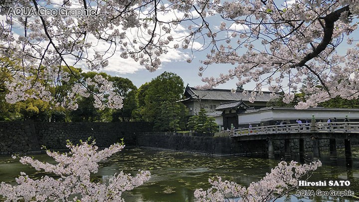 東京の桜名所  千鳥ヶ淵の桜 TOKYO CHIDORIGAFUCHI Cherry Blossoms