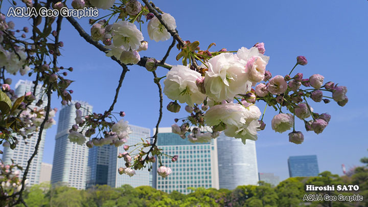 東京の桜名所  浜離宮恩賜庭園の八重桜 