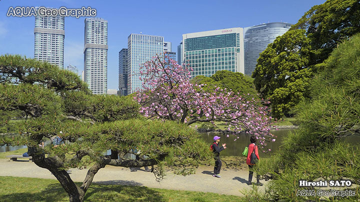 東京の桜名所  浜離宮恩賜庭園の八重桜 