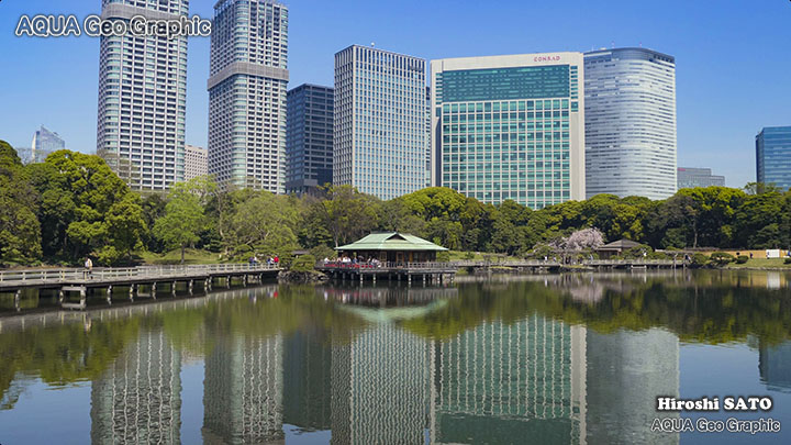 東京の桜名所  浜離宮恩賜庭園の八重桜 