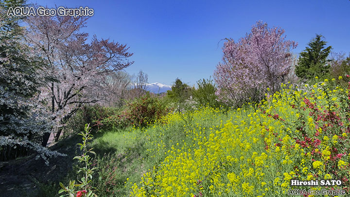 福島 桜名所 桃源郷「花見山」