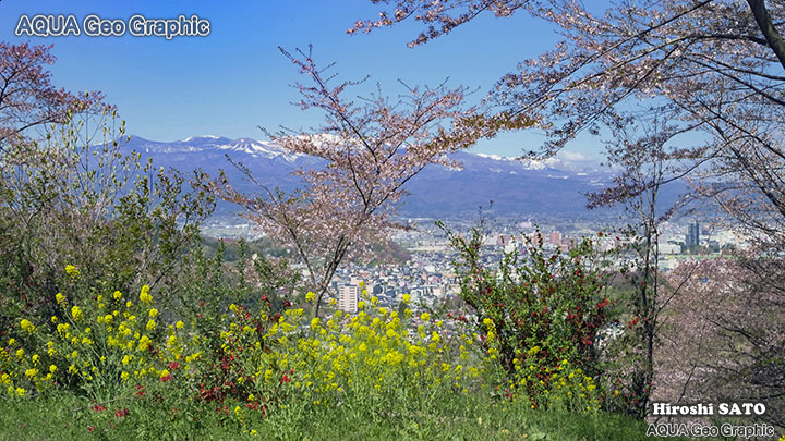 福島 桜名所 桃源郷「花見山」