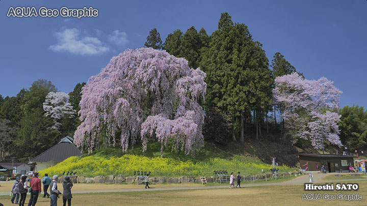 福島 桜名所 合戦場の枝垂れ桜 しだれざくら シダレザクラ