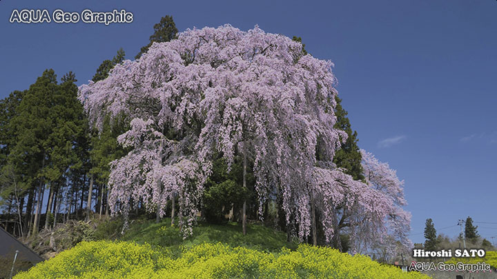 福島 桜名所 合戦場の枝垂れ桜 しだれざくら シダレザクラ