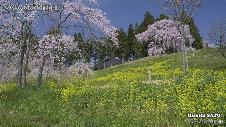 福島 桜名所 合戦場の枝垂れ桜 しだれざくら シダレザクラ