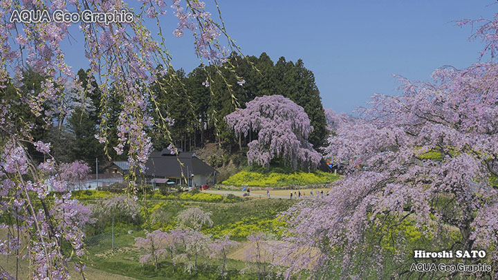福島 桜名所 合戦場の枝垂れ桜 しだれざくら シダレザクラ