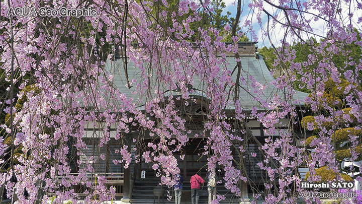 東京の桜名所  多摩の桜 青梅の桜名所 
