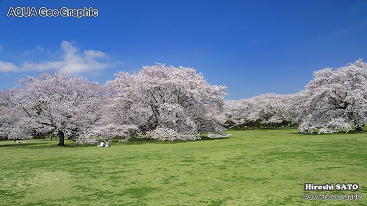 東京の桜名所  多摩の桜：昭和記念公園の桜 